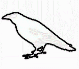 India: Crows are dying in Bihar from avian influenza