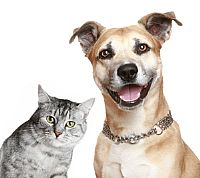 South Korea to kill cats and dogs over avian influenza fears