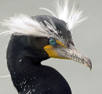 Newcastle disease hits hundreds of cormorants and gulls