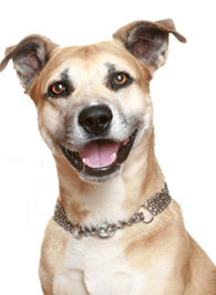 Thailand: Dog contracts avian influenza