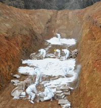 Japan: avian influenza in Wakayama Prefecture