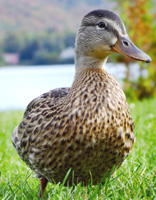 Research: A new Flavovirus is the causative agent of the duck egg drop syndrome occurring in China