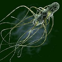 Duck eggs implicated in UK salmonella outbreak