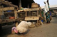 Nigeria: Avian Influenza returns