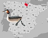 Spain detects H5N1 avian influenza for first time