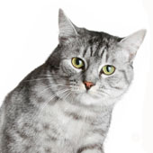 South Korea: Cat infected with H5N1 virus