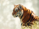 Avian influenza kills tigers at Thai zoo
