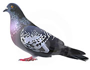 New Newcastle Disease Outbreak in Belgian Pigeons