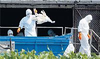 First H5N1 case confirmed at Czech poultry farm