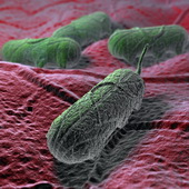 Multi-country outbreak of Salmonella Stanley infections