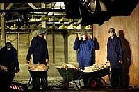 The Netherlands: low-pathogenic avian influenza in a poultry farm