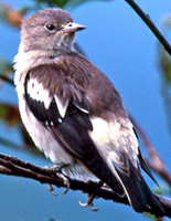 Hong Kong: H5N1 virus detected from Daurian Starling faeces