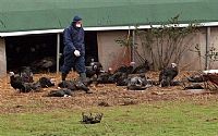 UK: Avian Influenza in turkeys