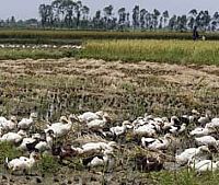 Chickens not behind H5N1 outbreaks in Asia