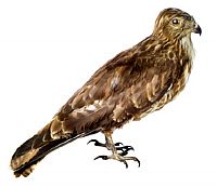 Israel: H5N1 in a Harrier