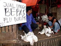 Live-bird markets in Indonesia house H5N1