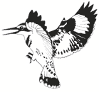 Hong Kong Bird Reserve Closed After H5N1 Case