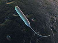 Israel: Campylobacter in poultry, responsible for rise in infections in children