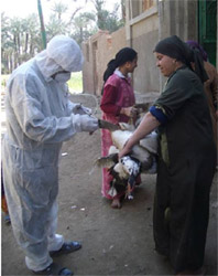 Avian Influenza vaccination in Egypt: an assessment