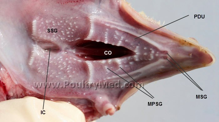 Digestive System | Avian Anatomy | Atlases | Poultrymed