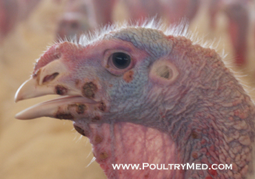 fowl pox vaccination in turkey clipart