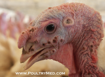 fowl pox vaccination in turkey clipart